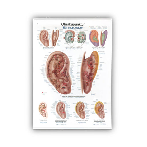 Erler-Zimmer Ear Acupuncture Wall Chart 50x70 cm