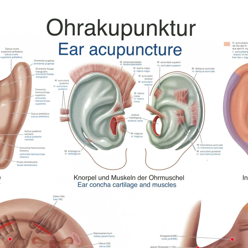 Erler-Zimmer Ear Acupuncture Wall Chart 50x70 cm