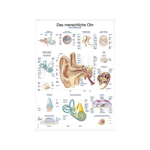 Erler-Zimmer Human Ear Anatomical Wall Chart 70x100cm