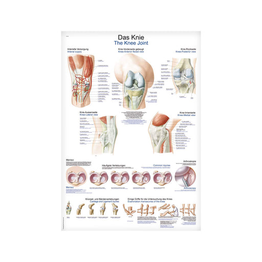 Erler-Zimmer AL147 Anatomical Knee Joint Wall Chart 70x100cm