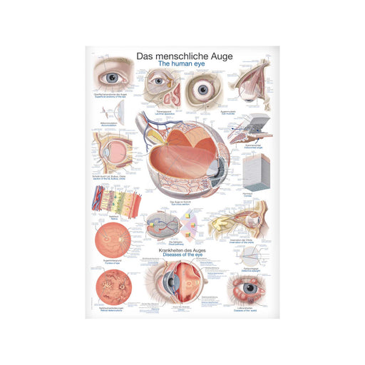 Erler-Zimmer Human Eye Anatomical Wall Chart 70x100 cm