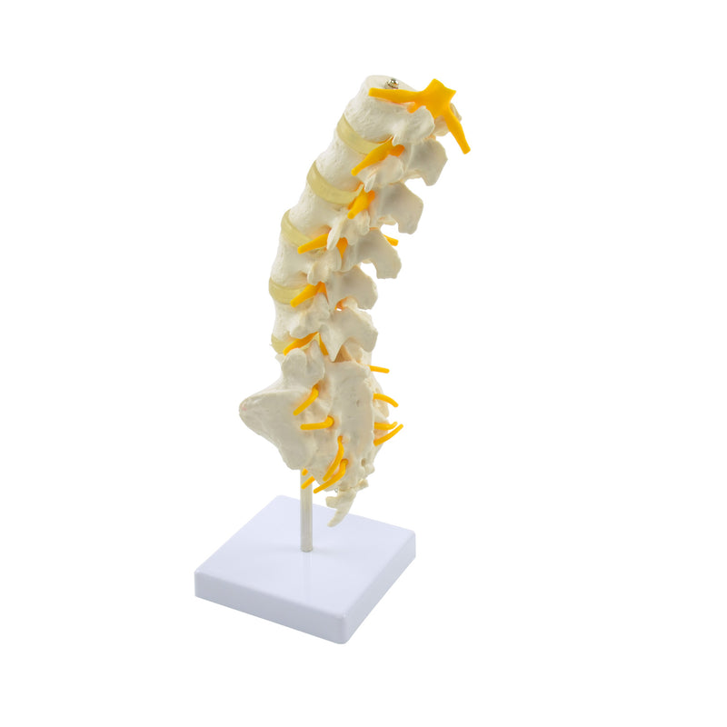 HeineScientific Lumbar Spine Anatomical Model Life-Size