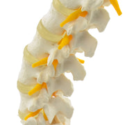 HeineScientific Lumbar Spine Anatomical Model Life-Size