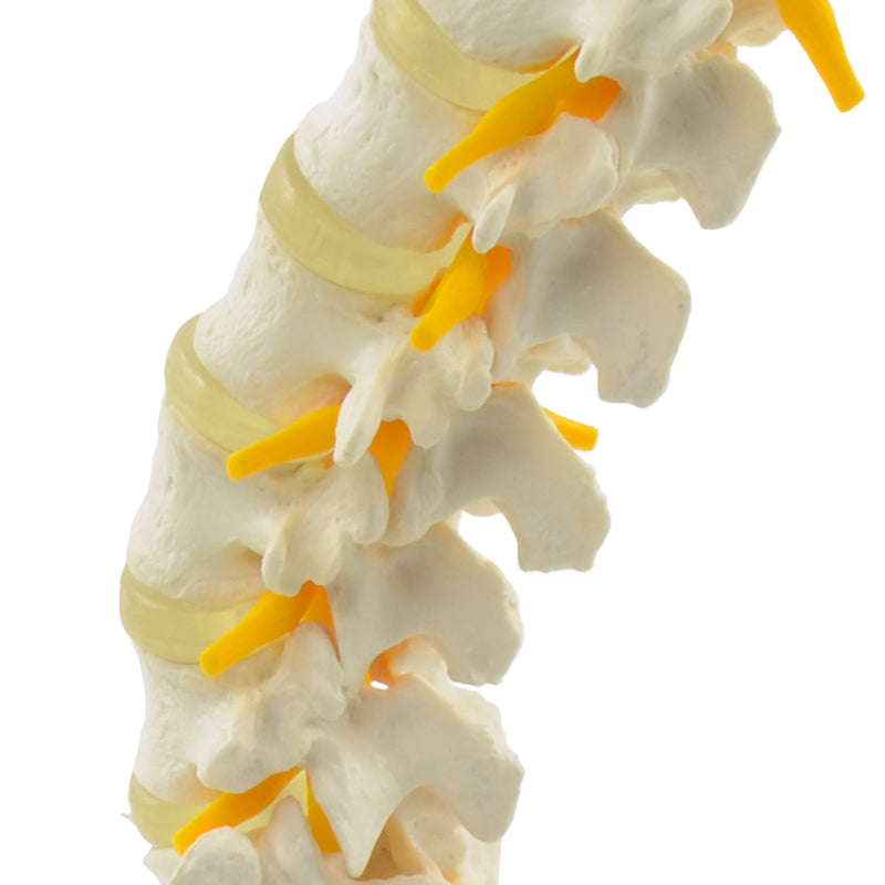 HeineScientific Lumbar Spine Anatomical Model Life-Size