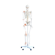 HeineScientific Flexible Skeleton Model with Ligaments