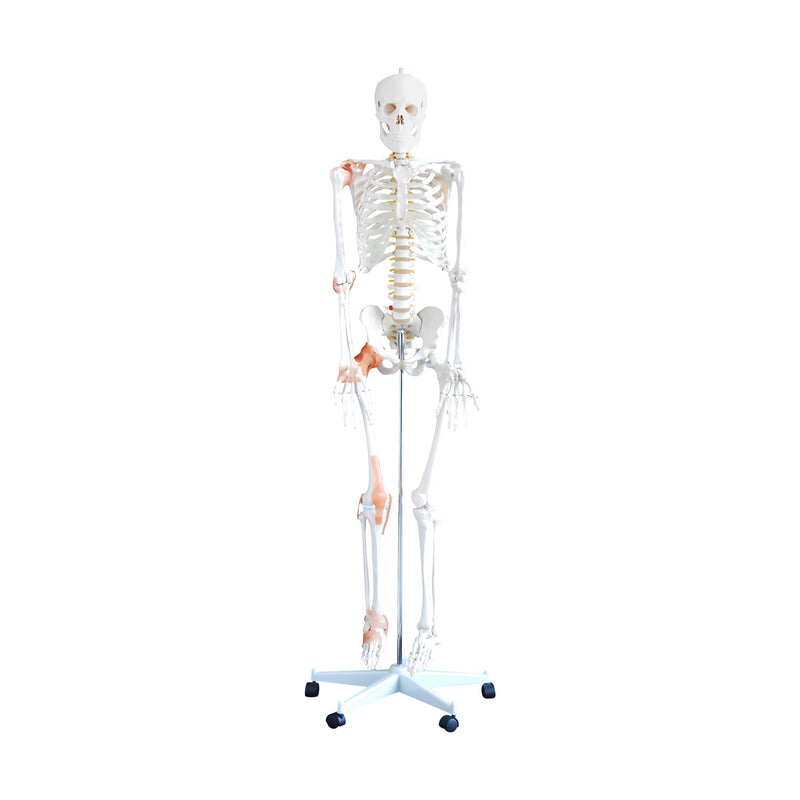 HeineScientific Flexible Skeleton Model with Ligaments