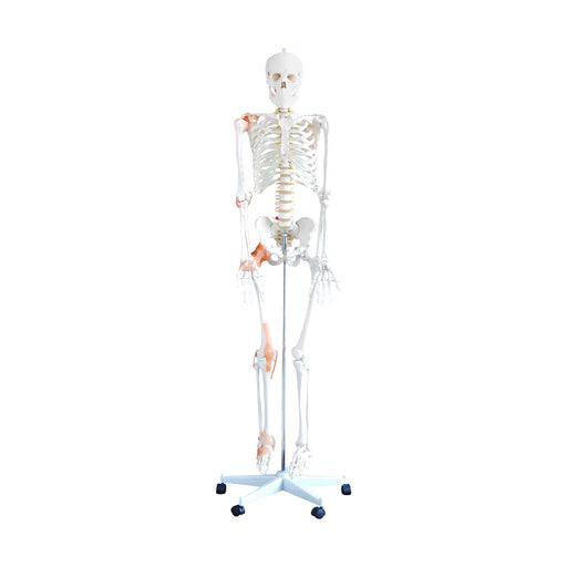 HeineScientific Flexible Skeleton Model with Ligaments