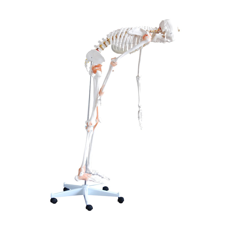 HeineScientific Flexible Skeleton Model with Ligaments