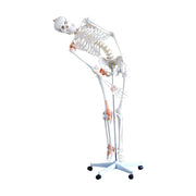 HeineScientific Flexible Skeleton Model with Ligaments