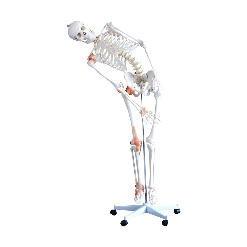 HeineScientific Flexible Skeleton Model with Ligaments