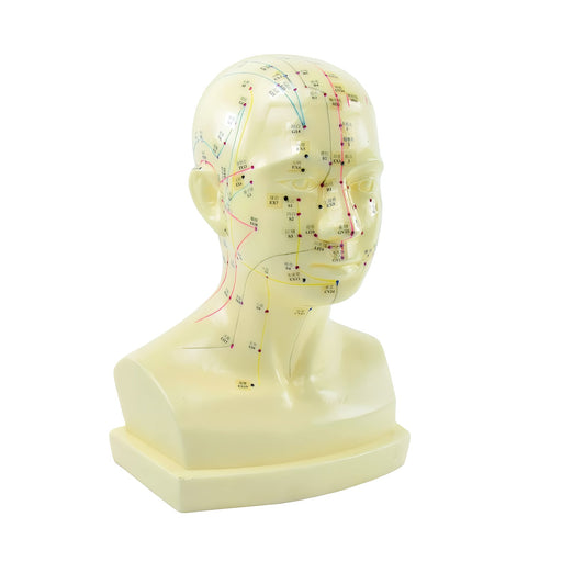 HeineScientific Acupuncture Head Anatomical Model