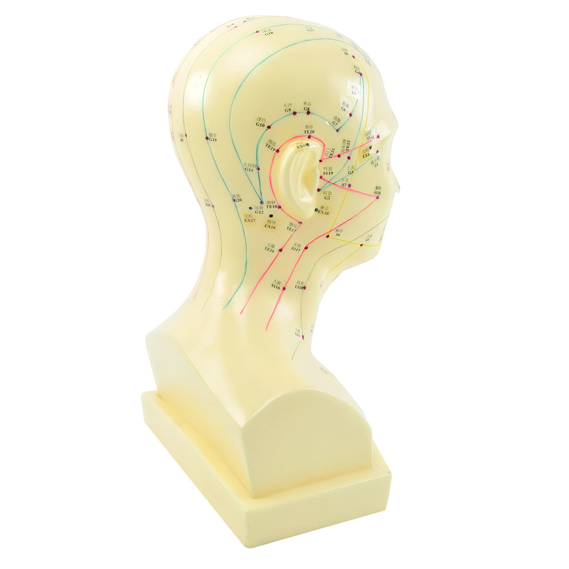 HeineScientific Acupuncture Head Anatomical Model