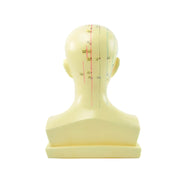 HeineScientific Acupuncture Head Anatomical Model