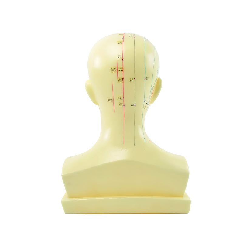 HeineScientific Acupuncture Head Anatomical Model