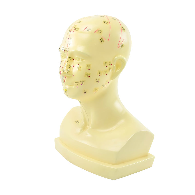 HeineScientific Acupuncture Head Anatomical Model