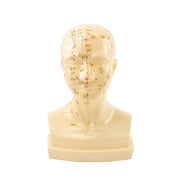 HeineScientific Acupuncture Head Anatomical Model