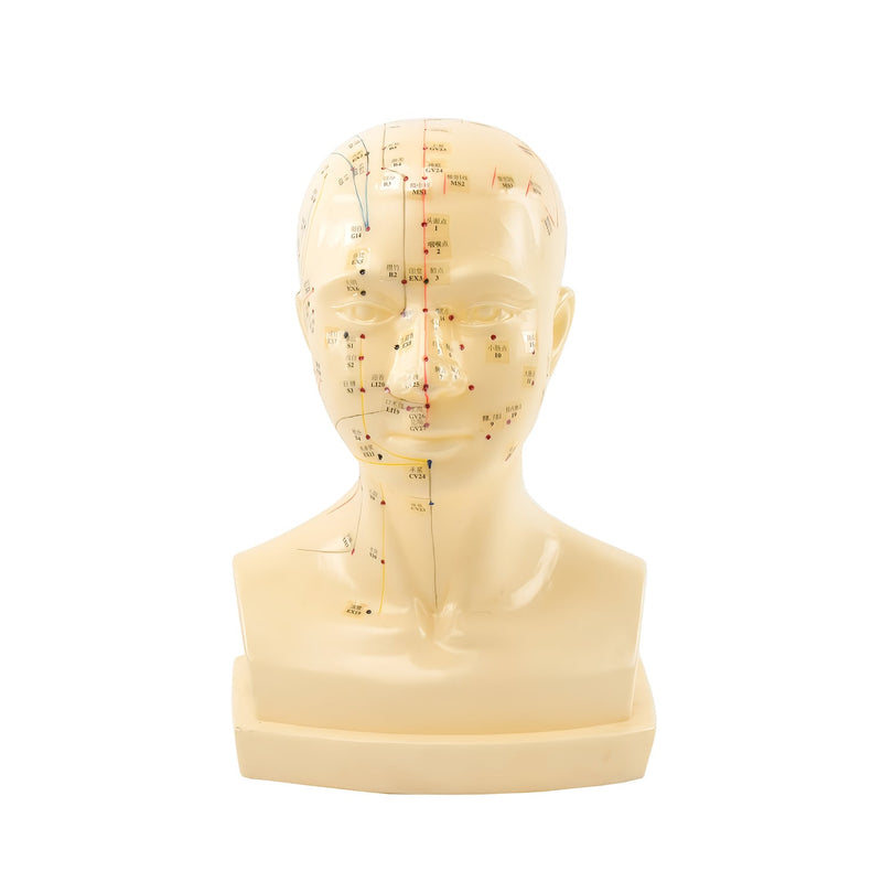 HeineScientific Acupuncture Head Anatomical Model