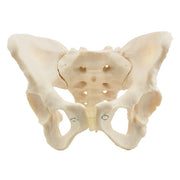 HeineScientific Female Skeletal Pelvis Model