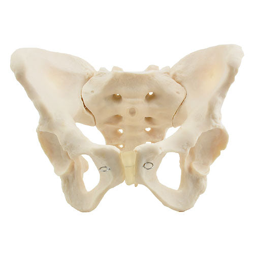 HeineScientific Female Skeletal Pelvis Model