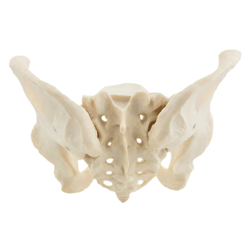 HeineScientific Female Skeletal Pelvis Model