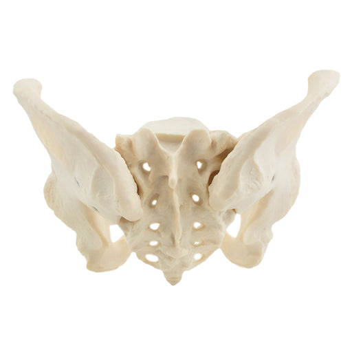 HeineScientific Female Skeletal Pelvis Model