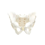 HeineScientific Male Skeletal Pelvis Model
