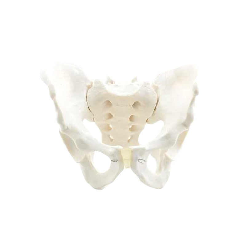HeineScientific Male Skeletal Pelvis Model