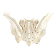 HeineScientific Male Skeletal Pelvis Model