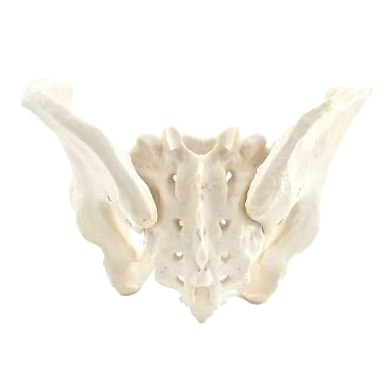 HeineScientific Male Skeletal Pelvis Model