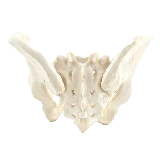HeineScientific Male Skeletal Pelvis Model