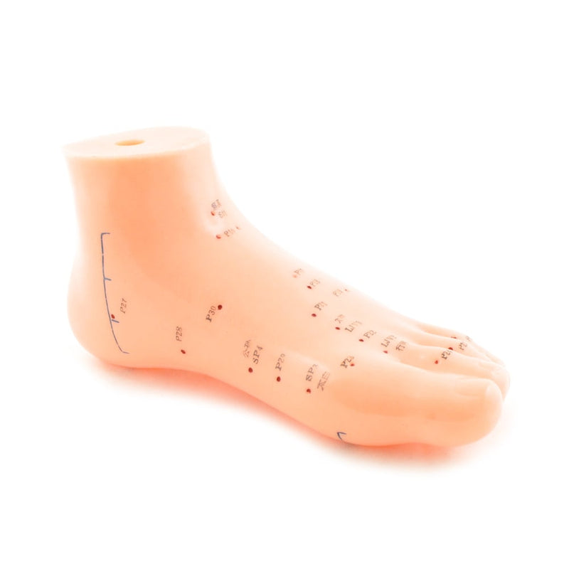 HeineScientific Foot Acupuncture Model