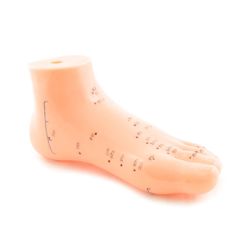 HeineScientific Foot Acupuncture Model