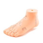 HeineScientific Foot Acupuncture Model