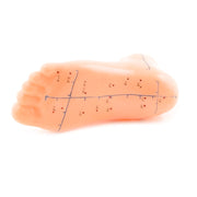 HeineScientific Foot Acupuncture Model
