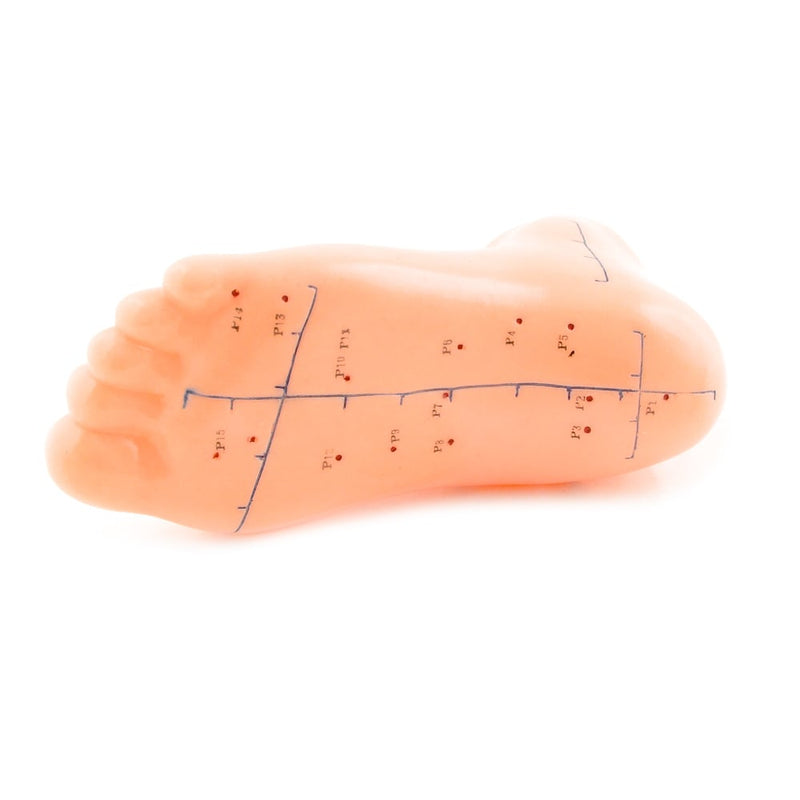 HeineScientific Foot Acupuncture Model