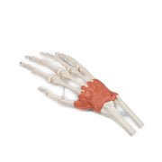 Erler-Zimmer Wrist Ligaments Model Life-Size