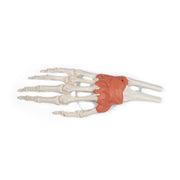 Erler-Zimmer Wrist Ligaments Model Life-Size