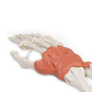 Erler-Zimmer Wrist Ligaments Model Life-Size