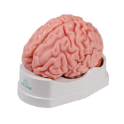 Erler-Zimmer Anatomical Brain Model Life-Size 5-Part