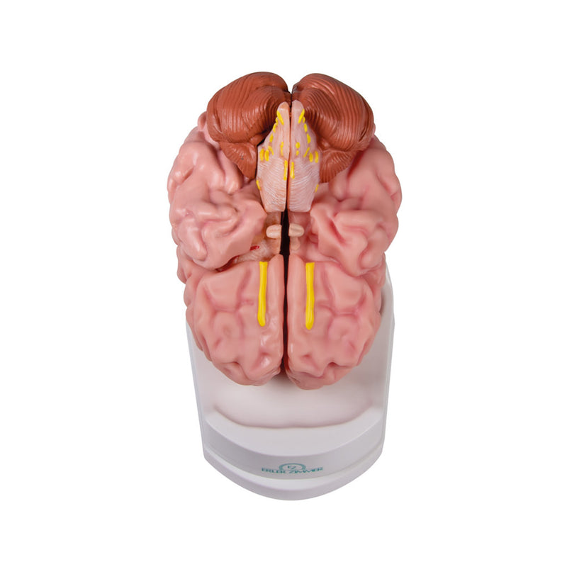 Erler-Zimmer Anatomical Brain Model Life-Size 5-Part