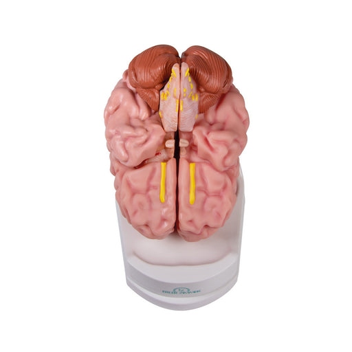Erler-Zimmer Anatomical Brain Model Life-Size 5-Part