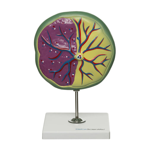 HeineScientific Placenta Model on Stand