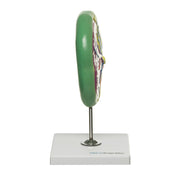 HeineScientific Placenta Model on Stand