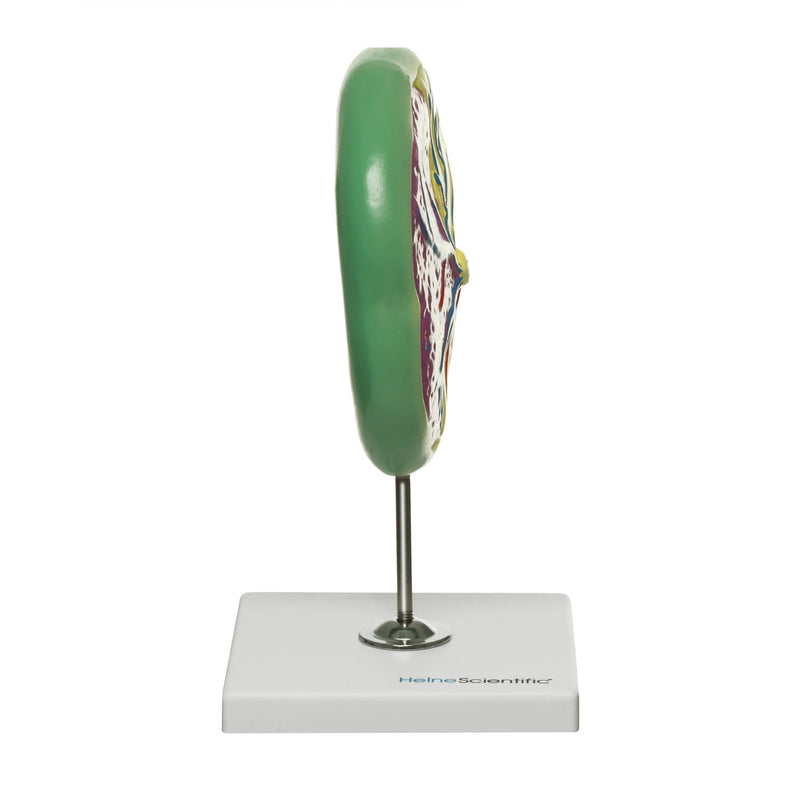 HeineScientific Placenta Model on Stand