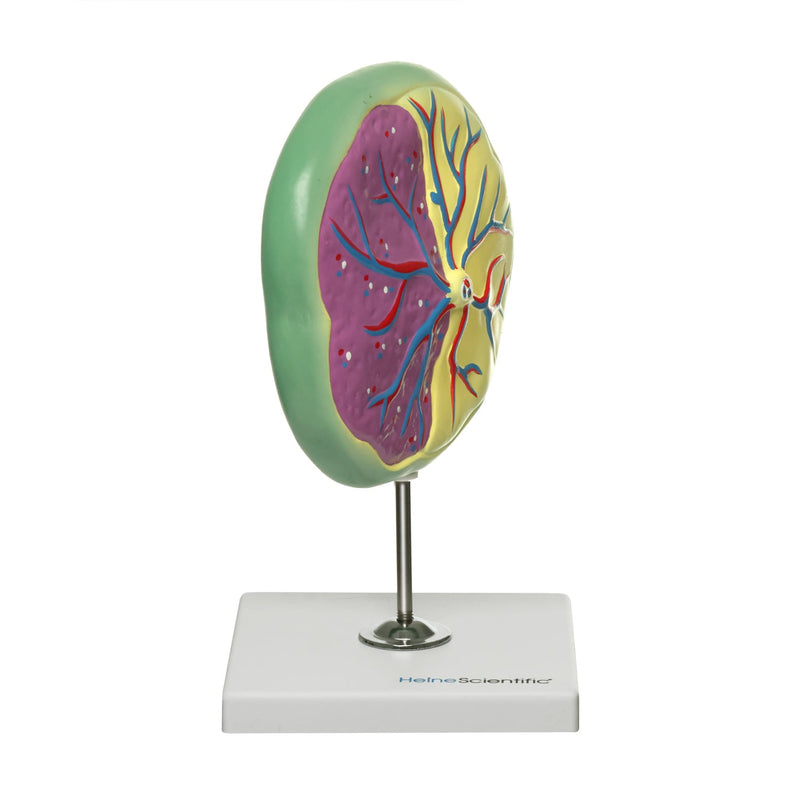 HeineScientific Placenta Model on Stand