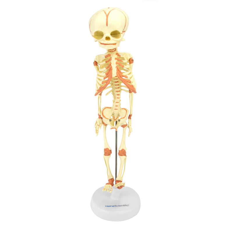 HeineScientific Foetus Skeleton Anatomical Model