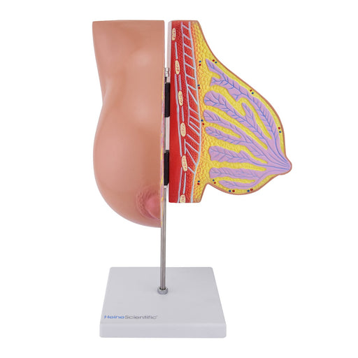 HeineScientific Lactating Breast Anatomical Model