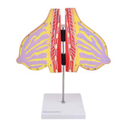 HeineScientific Lactating Breast Anatomical Model