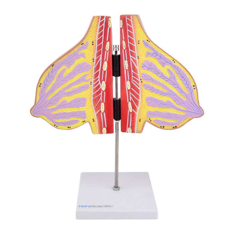 HeineScientific Lactating Breast Anatomical Model