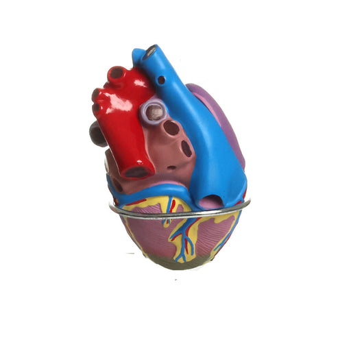 HeineScientific Hypertension Model Set 6-Part Anatomical Model
